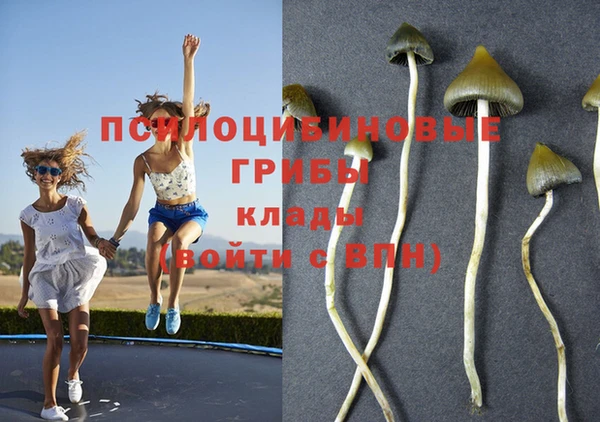 apvp Алзамай